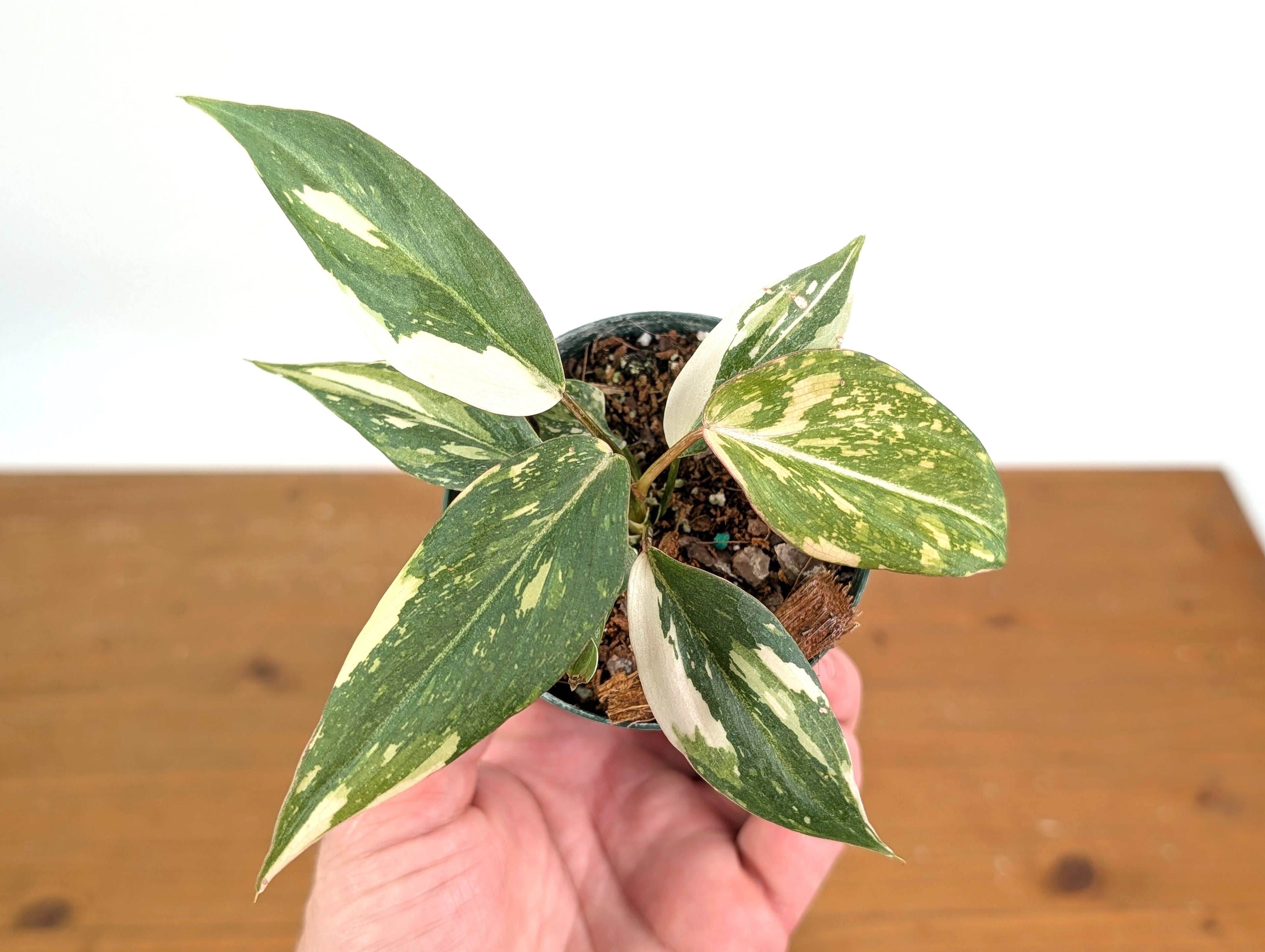 EXACT Philodendron Gloriosum Variegated - 4 Inch Pot - 
