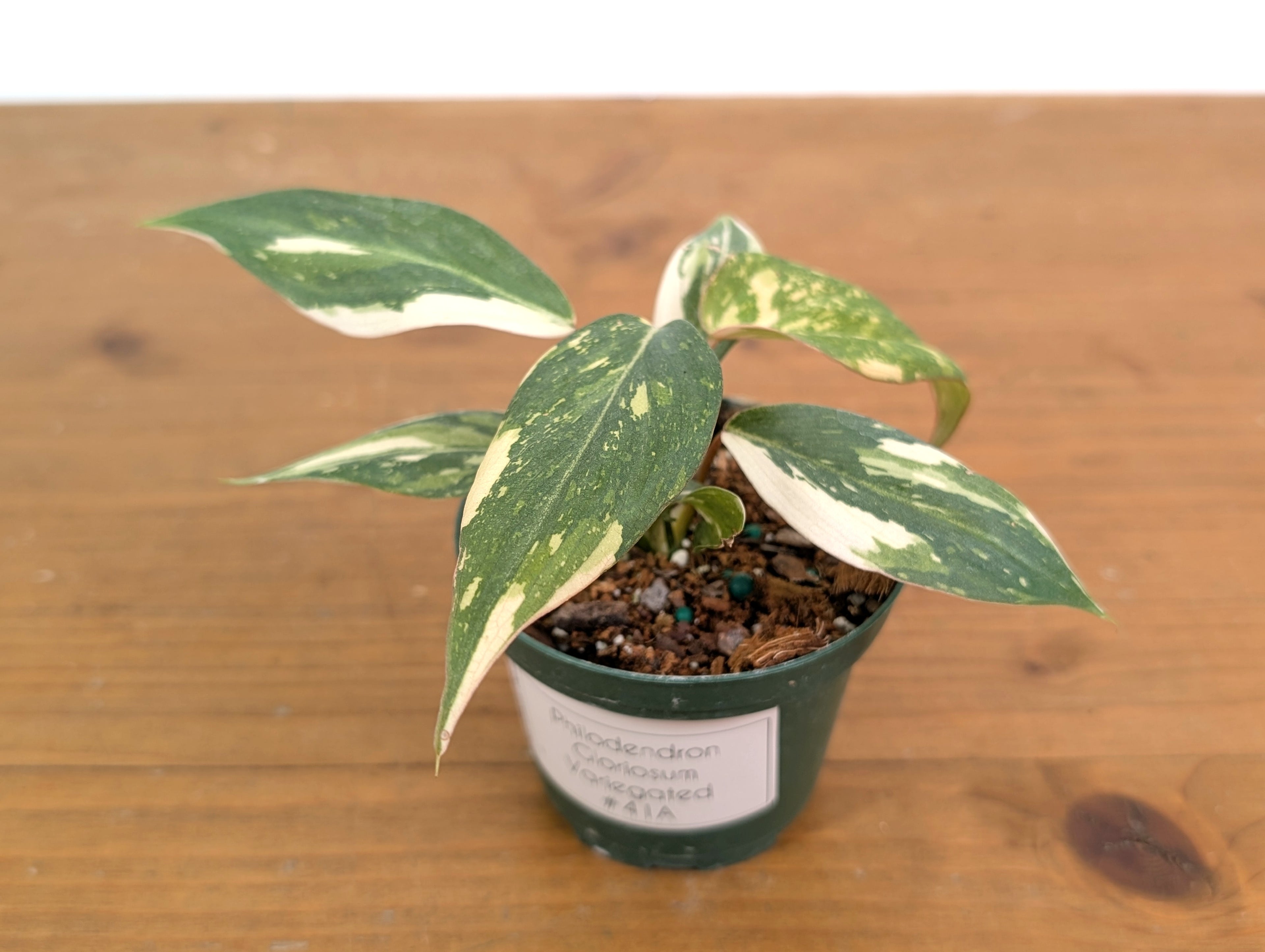 EXACT Philodendron Gloriosum Variegated - 4 Inch Pot - 