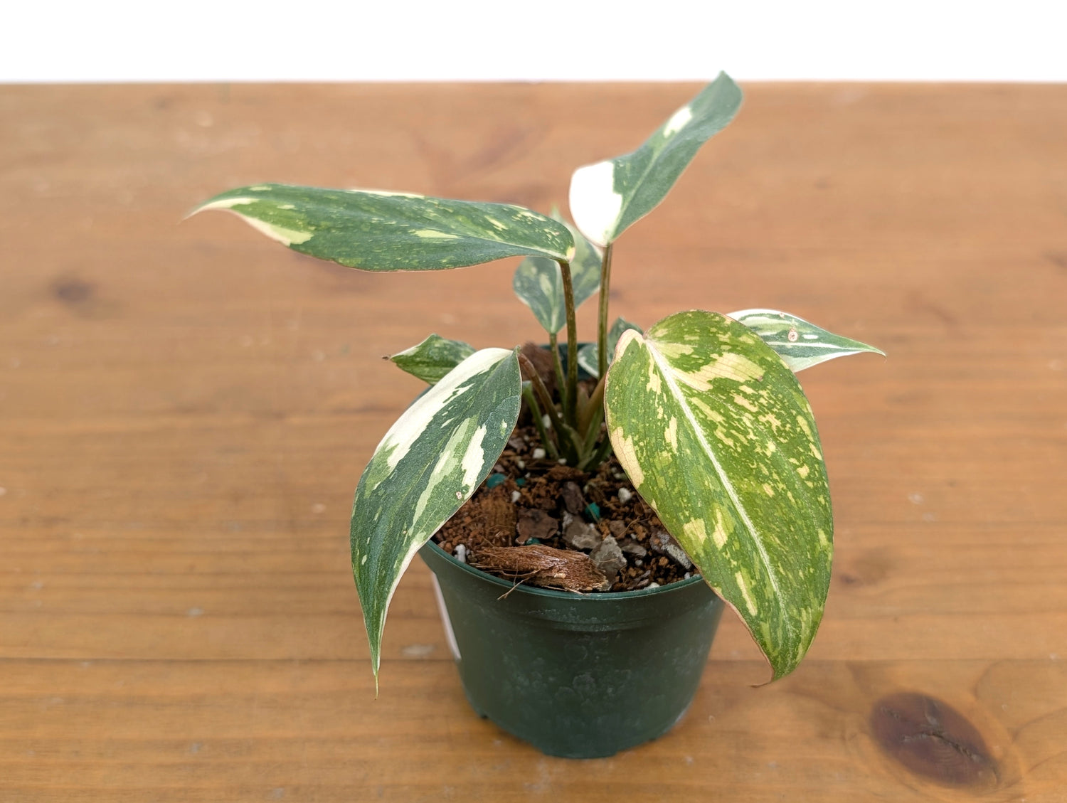 EXACT Philodendron Gloriosum Variegated - 4 Inch Pot - 