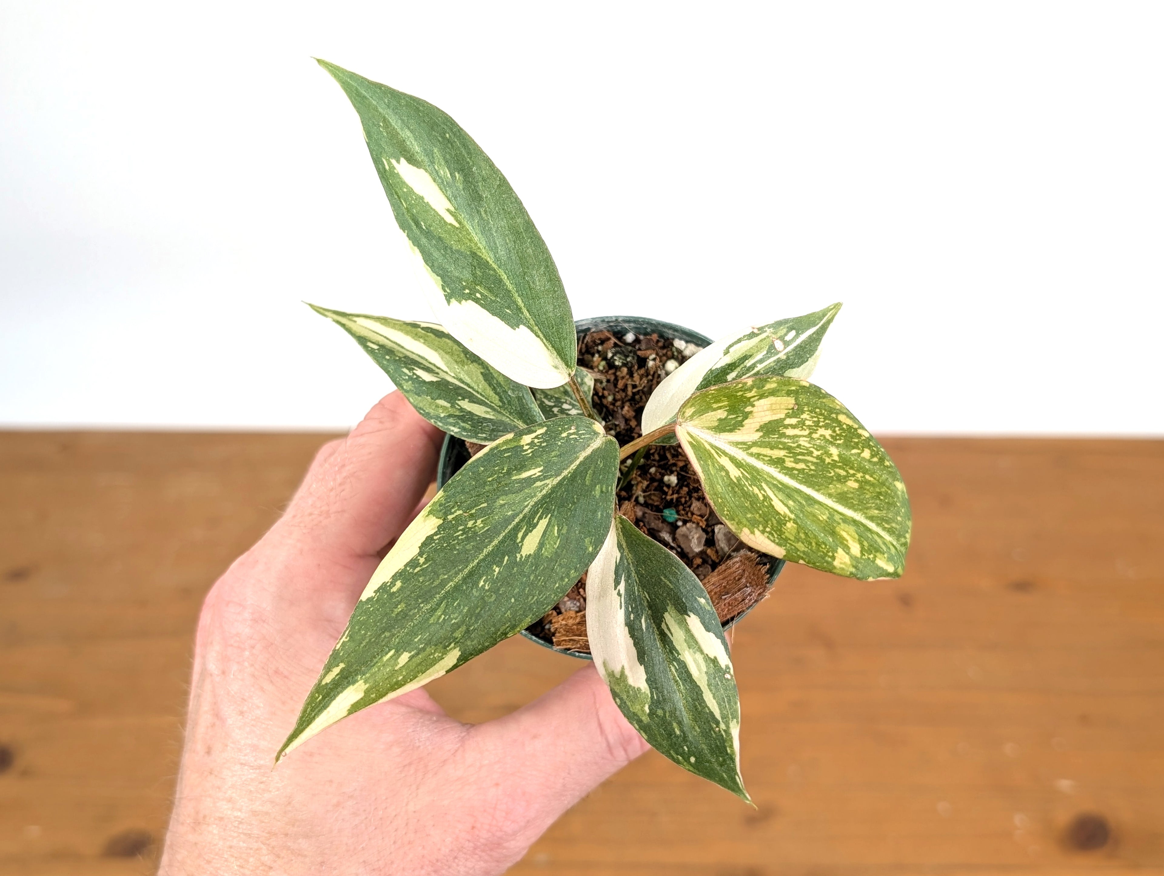 EXACT Philodendron Gloriosum Variegated - 4 Inch Pot - 