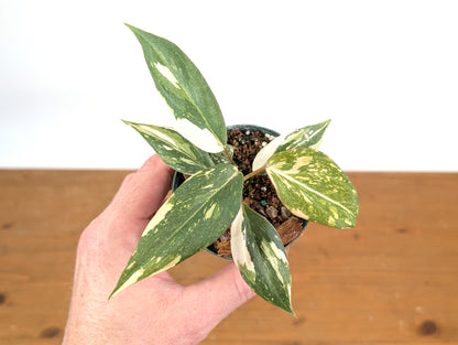 EXACT Philodendron Gloriosum Variegated - 4 Inch Pot - 