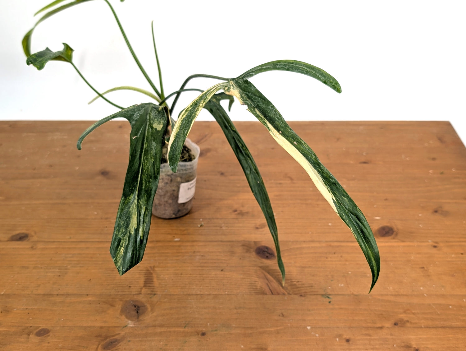 Variegated Philodendron Paloraense - 4 leaves 