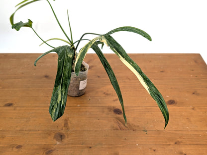 Variegated Philodendron Paloraense - 4 leaves 