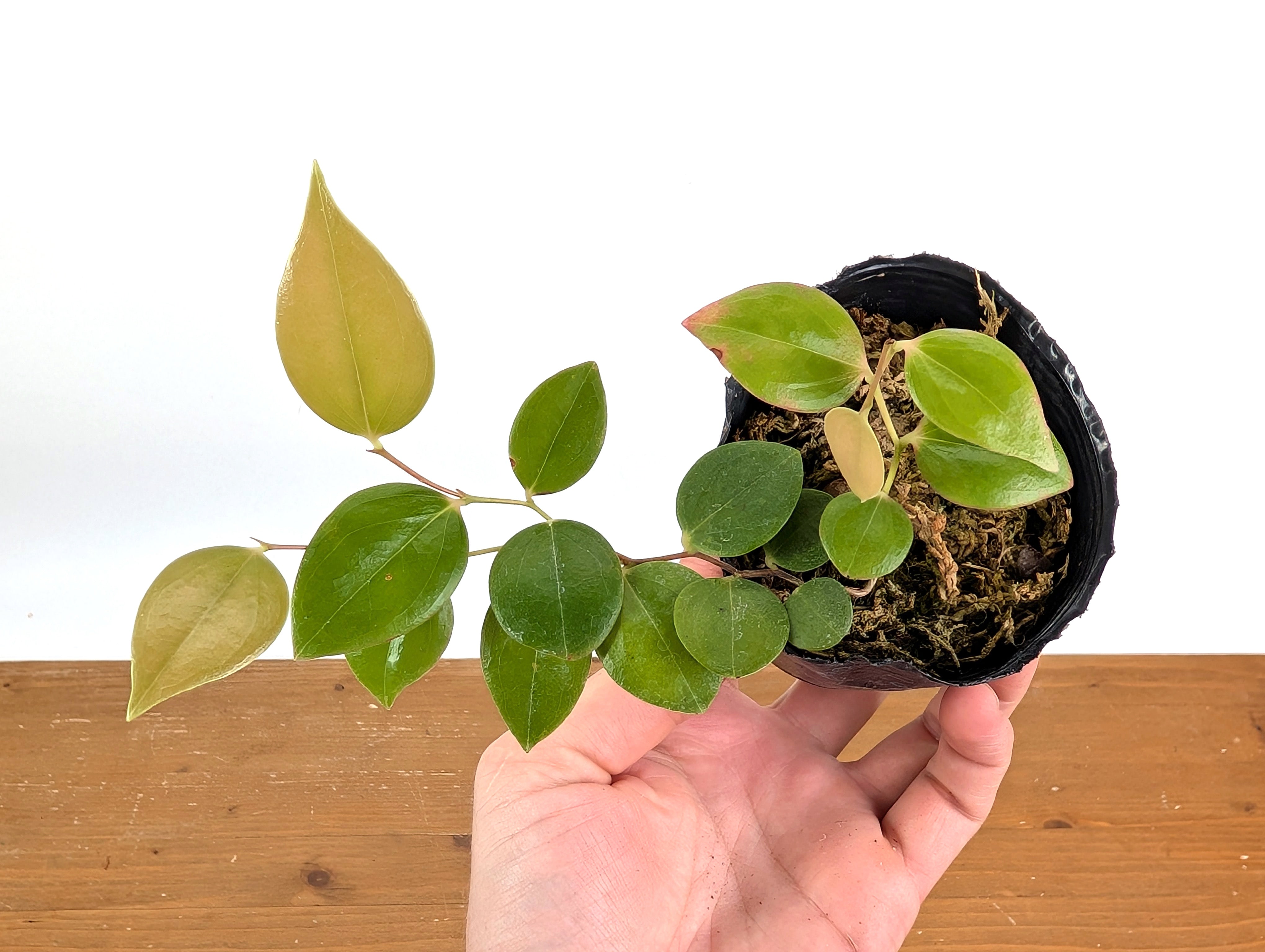 その他観葉植物 ceratostema zamorana Ceratostema zamorana