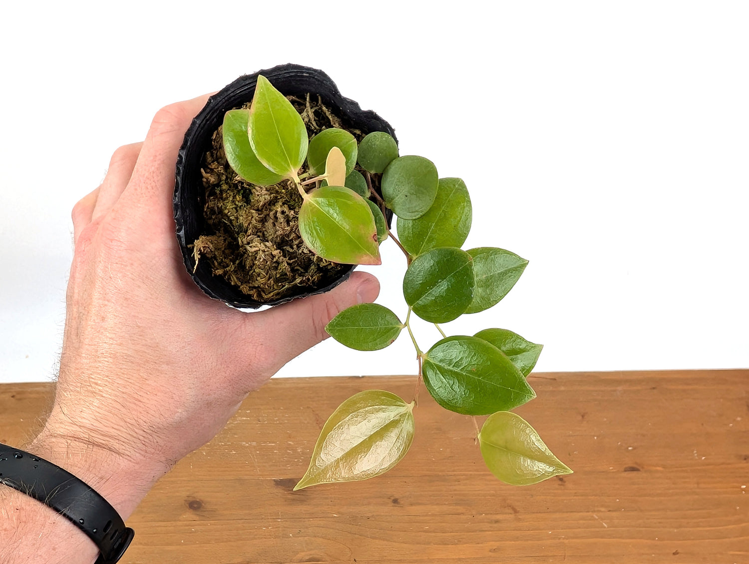 Ceratostema Zamorana