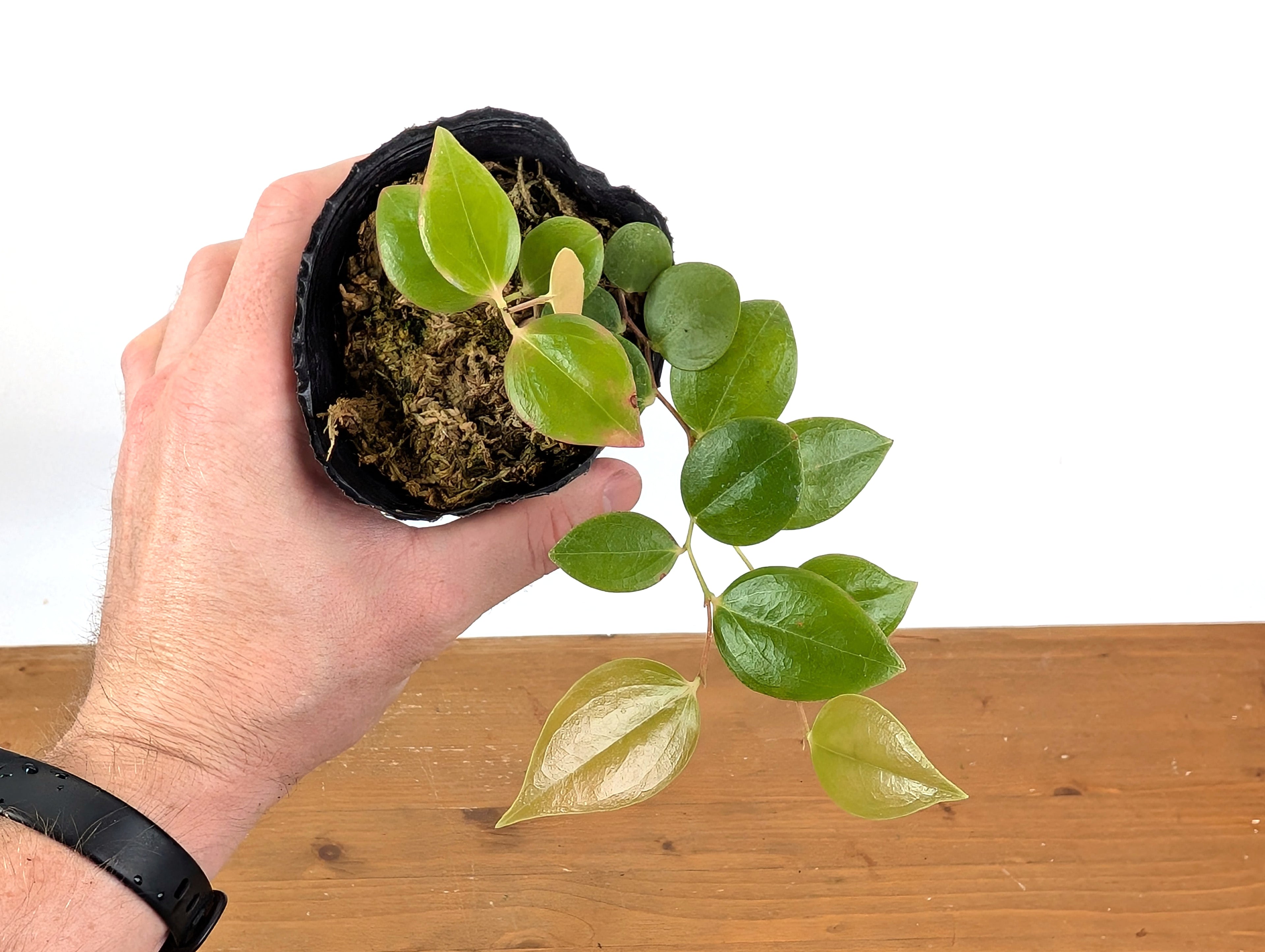 Ceratostema Zamorana