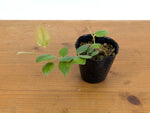 Ceratostema Zamorana