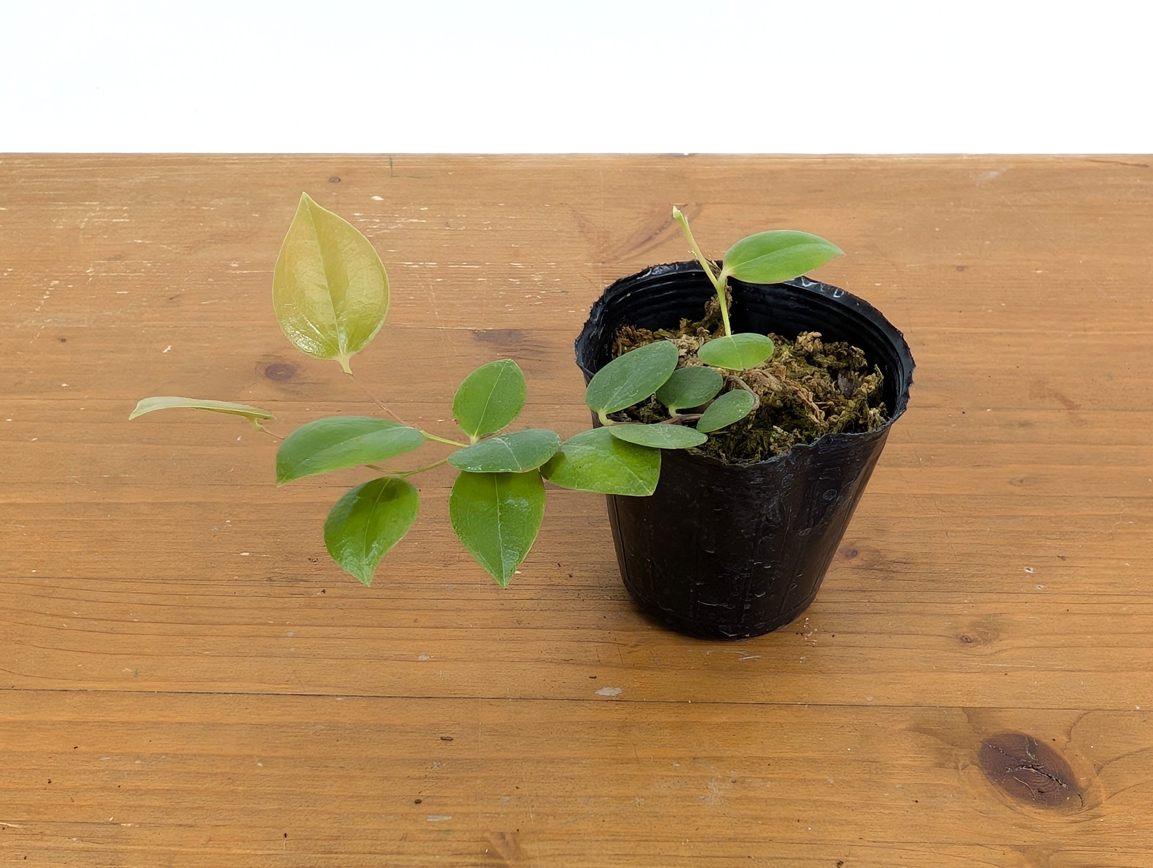 Ceratostema Zamorana