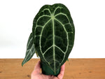 Anthurium Forgetii x Crystallinum