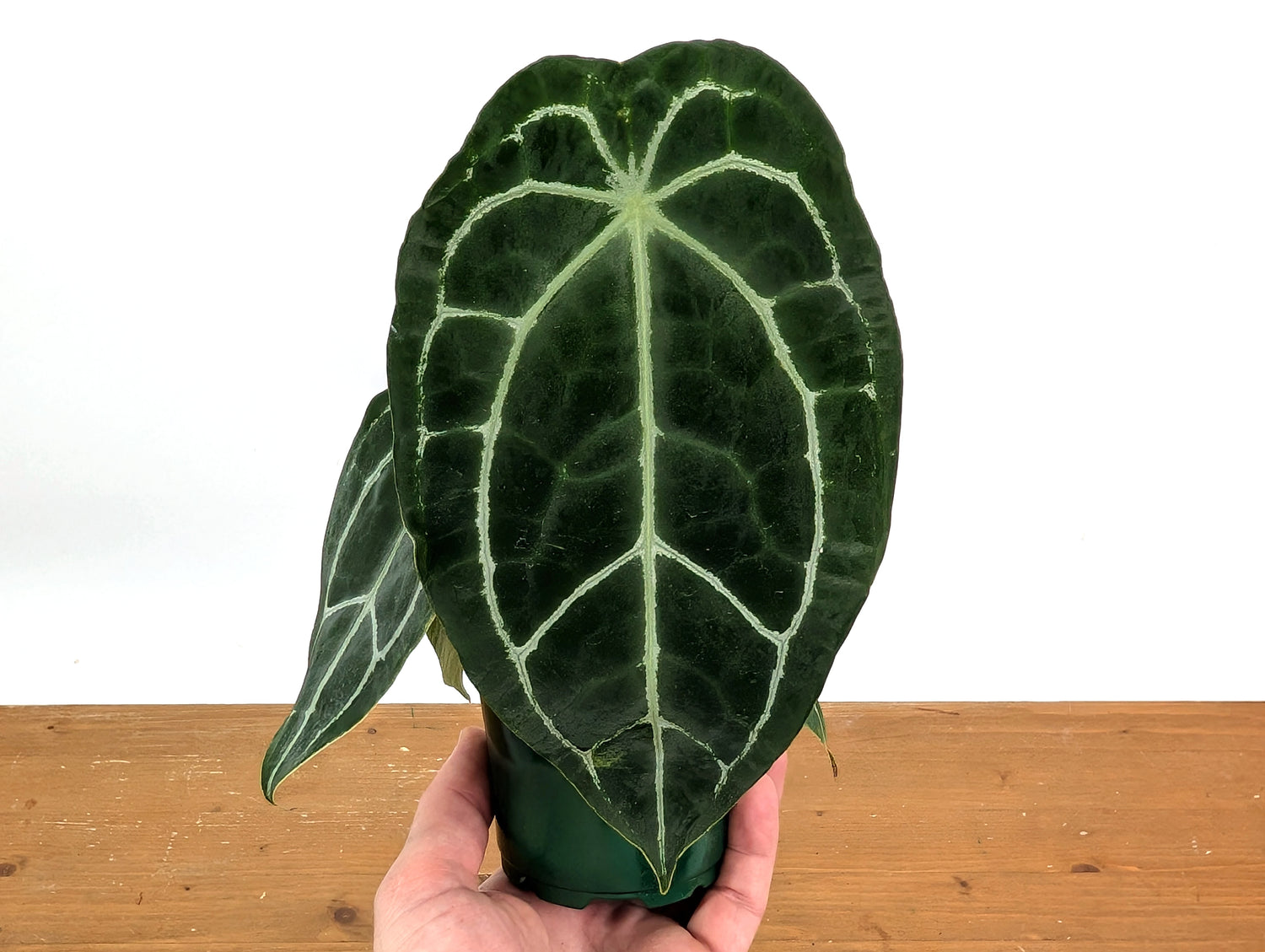 Anthurium Forgetii x Crystallinum