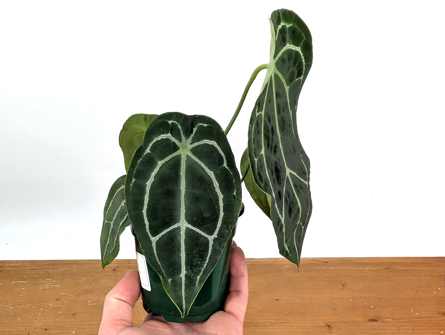 Anthurium Forgetii x Crystallinum