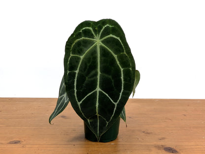 Anthurium Forgetii x Crystallinum