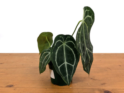 Anthurium Forgetii x Crystallinum