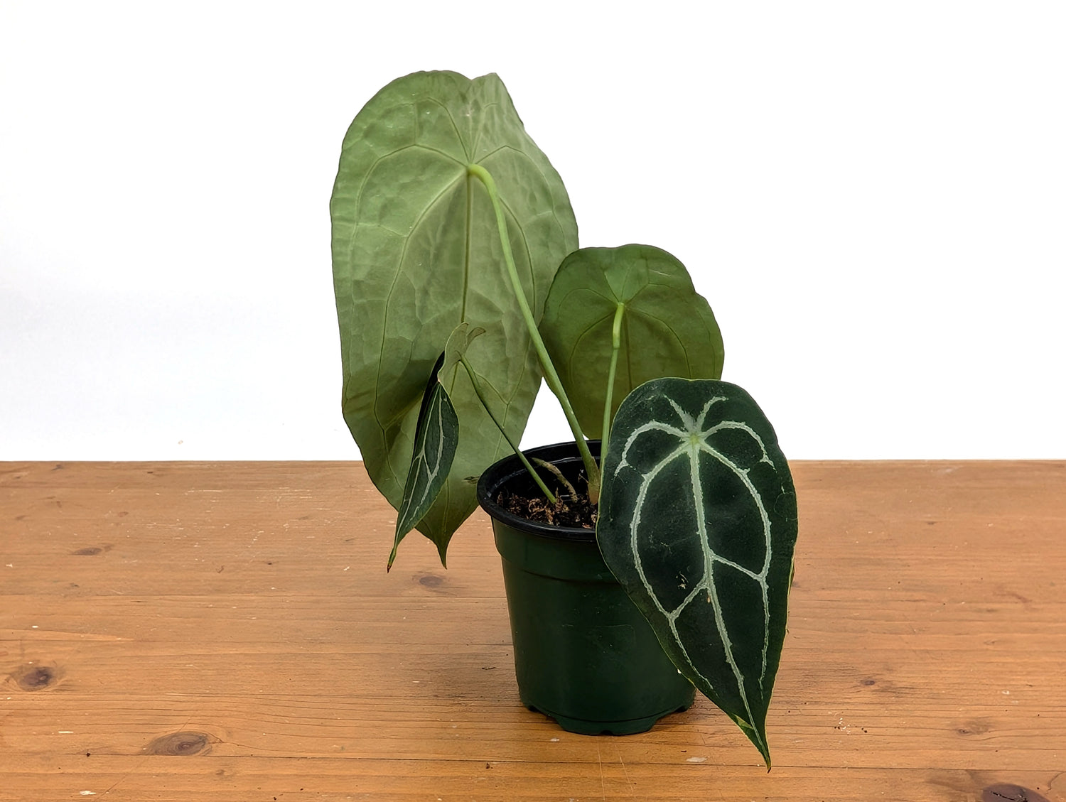 Anthurium Forgetii x Crystallinum