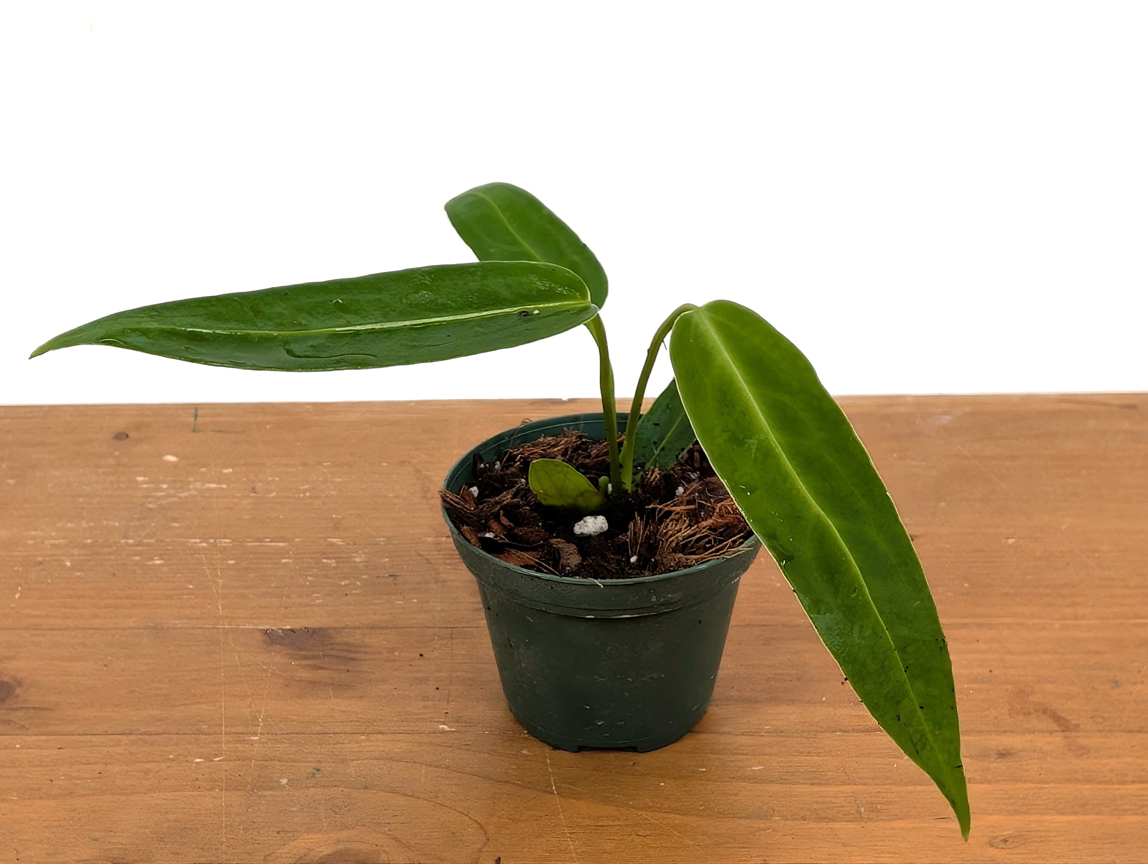 Anthurium Warocqueanum Queen (Juvenile)
