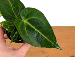 Anthurium Magnificum
