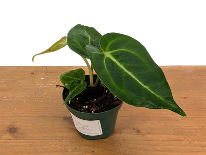 Anthurium Magnificum