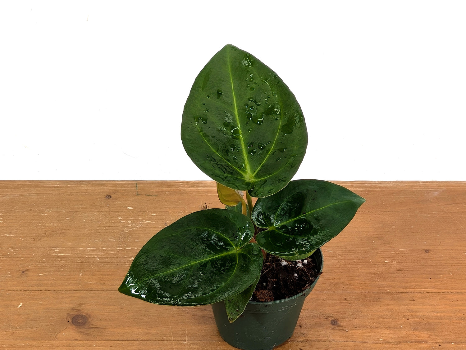 Anthurium Forgetii x Crystallinum