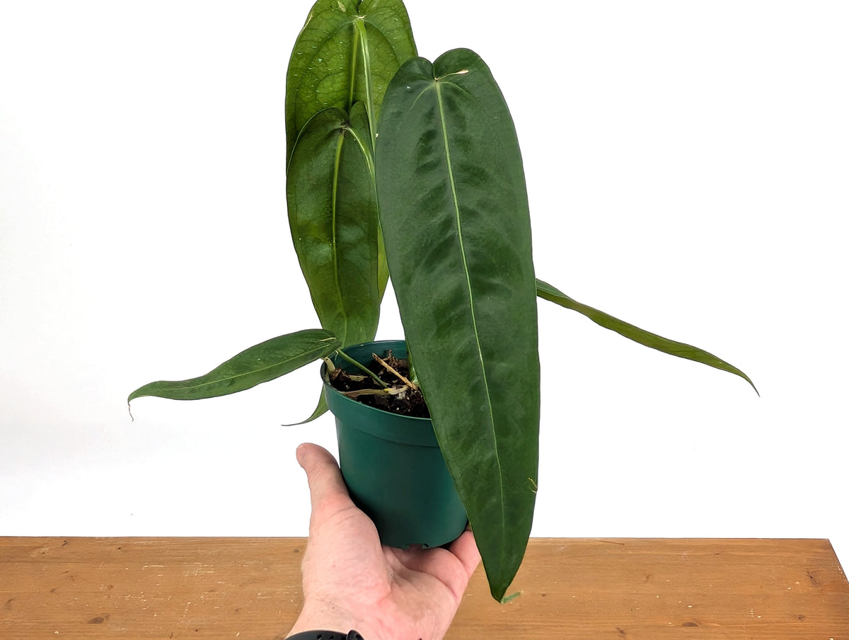 Anthurium Warocqueanum Esmeralda 'Dark Queen'