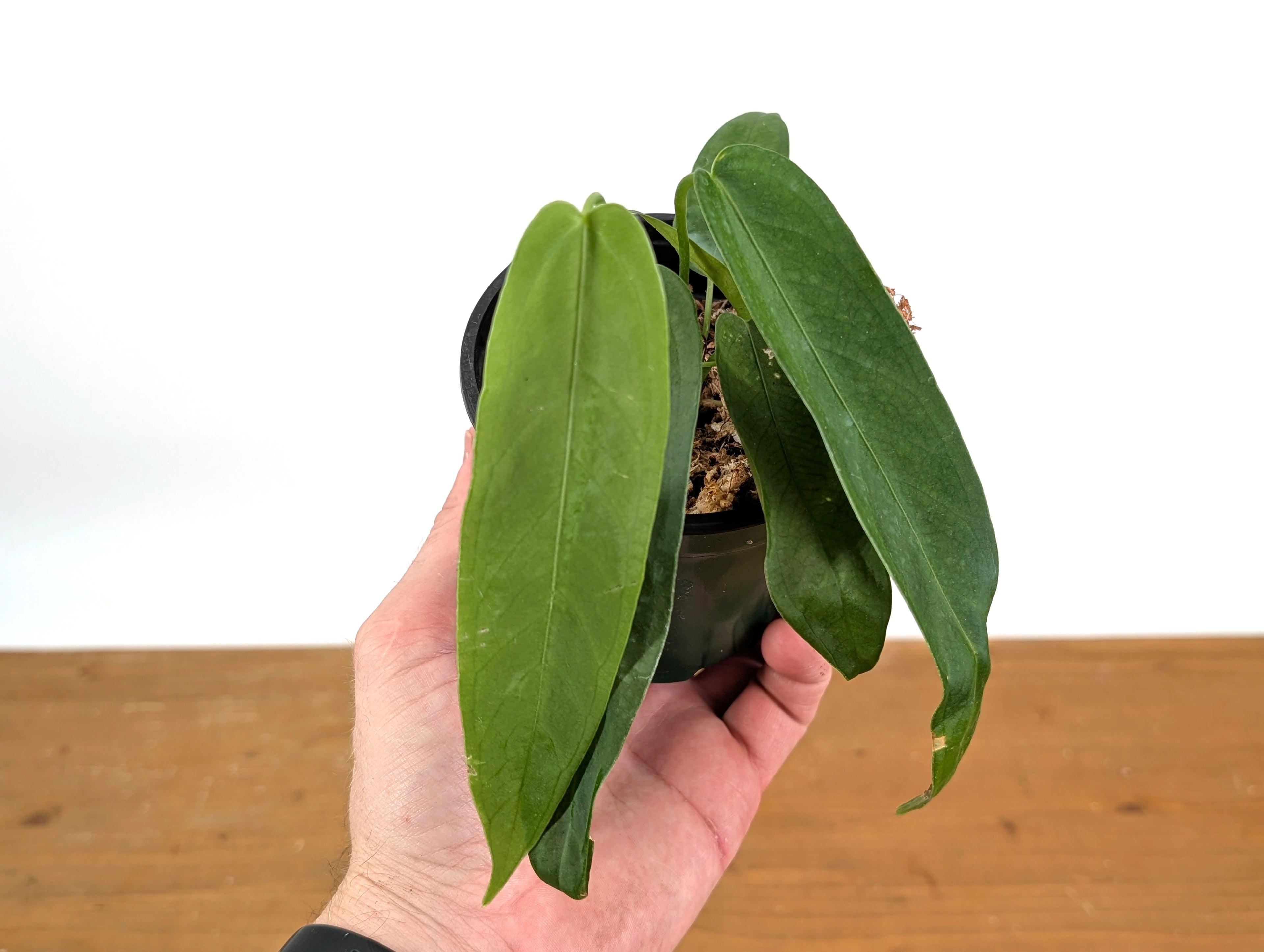 Anthurium Warocqueanum Green Sapphire