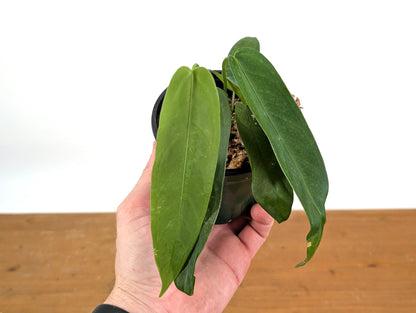 Anthurium Warocqueanum Green Sapphire