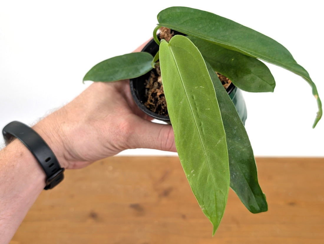 Anthurium Warocqueanum Green Sapphire