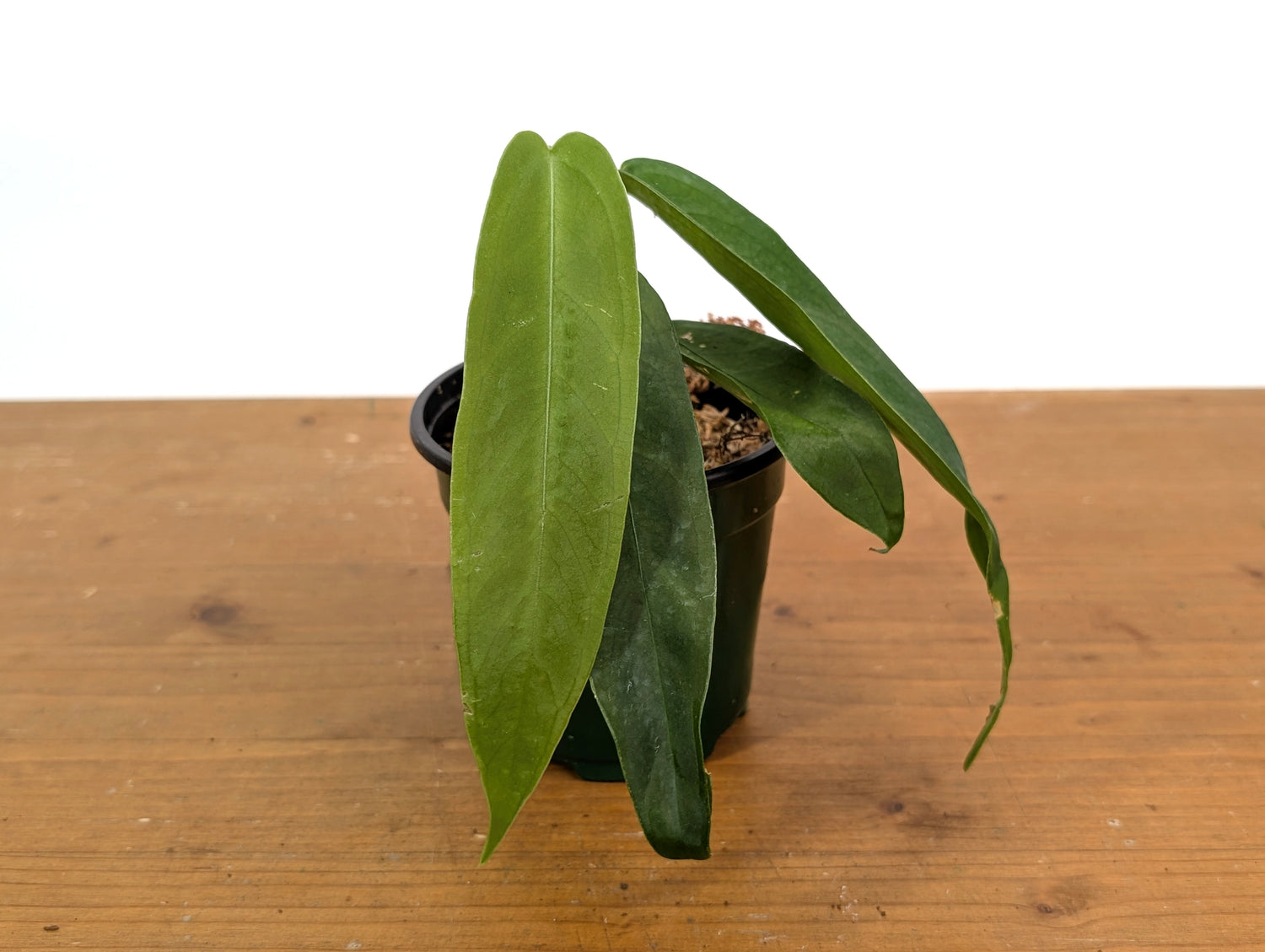 Anthurium Warocqueanum Green Sapphire