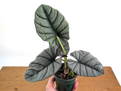 Alocasia Bisma