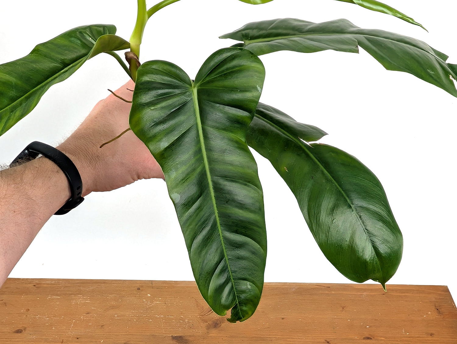 Philodendron Florida Beauty Green x Patriciae