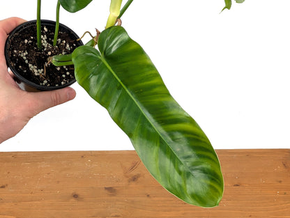 Philodendron Florida Beauty Green x Patriciae