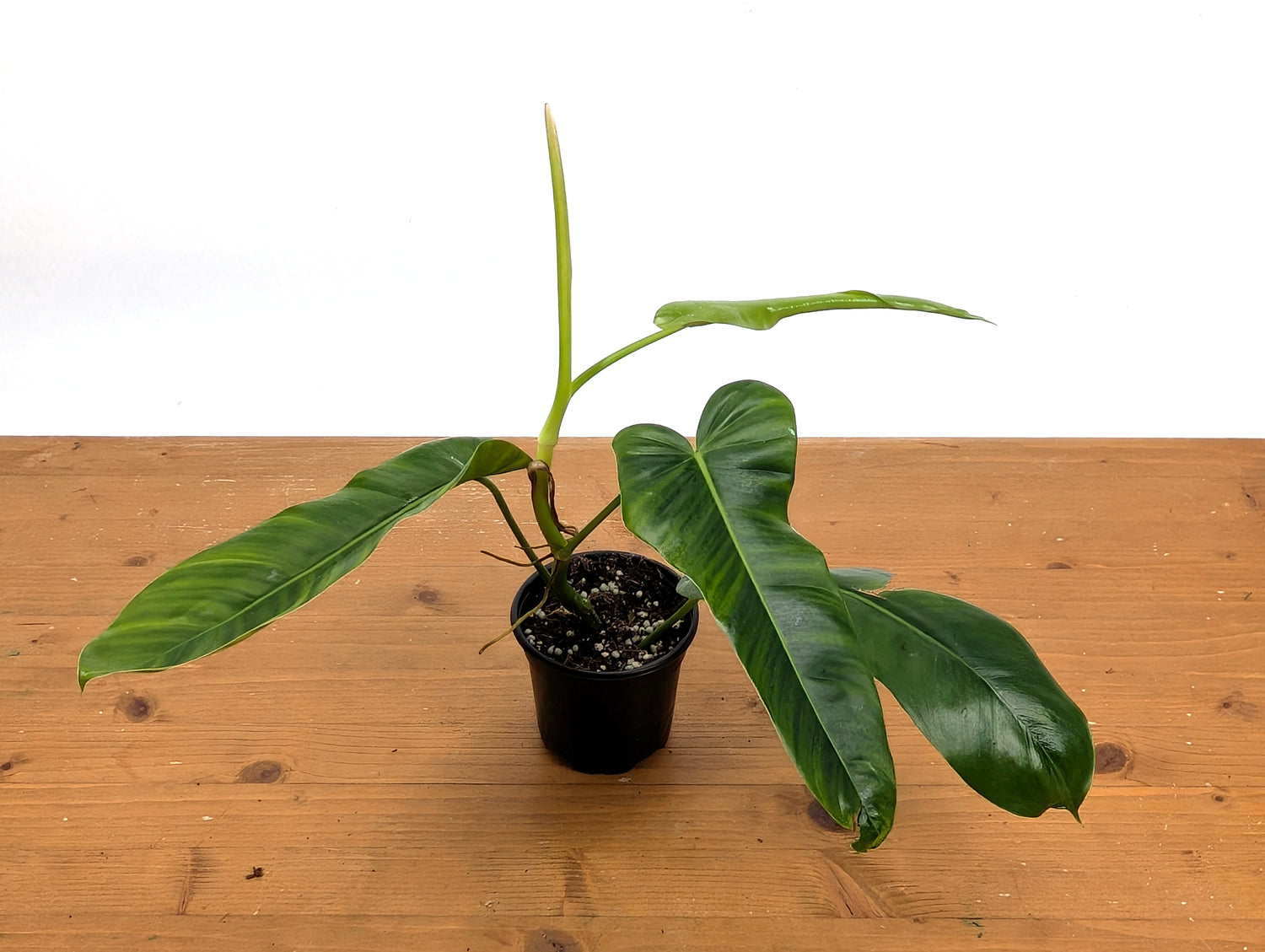 Philodendron Florida Beauty Green x Patriciae