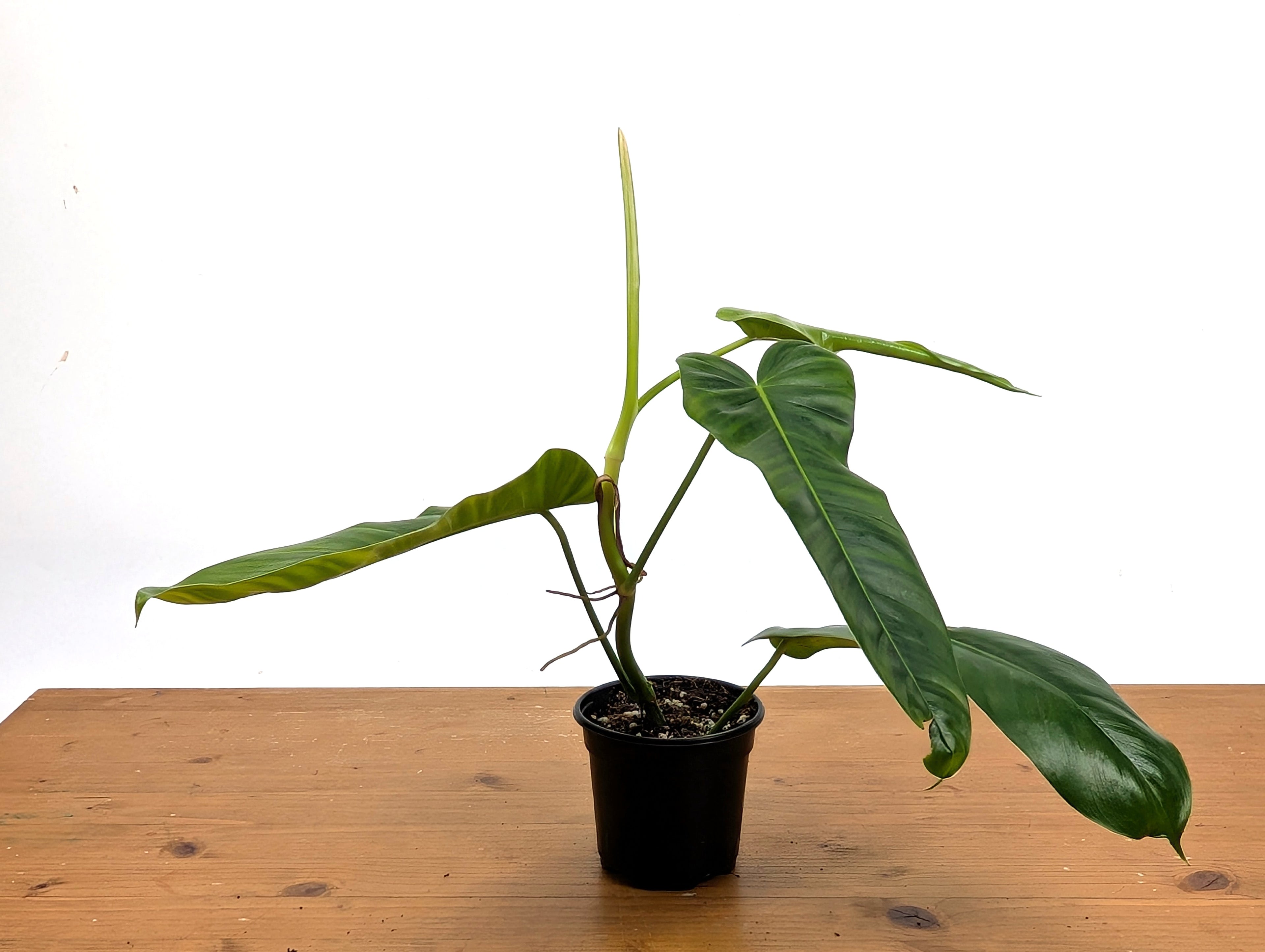 Philodendron Florida Beauty Green x Patriciae