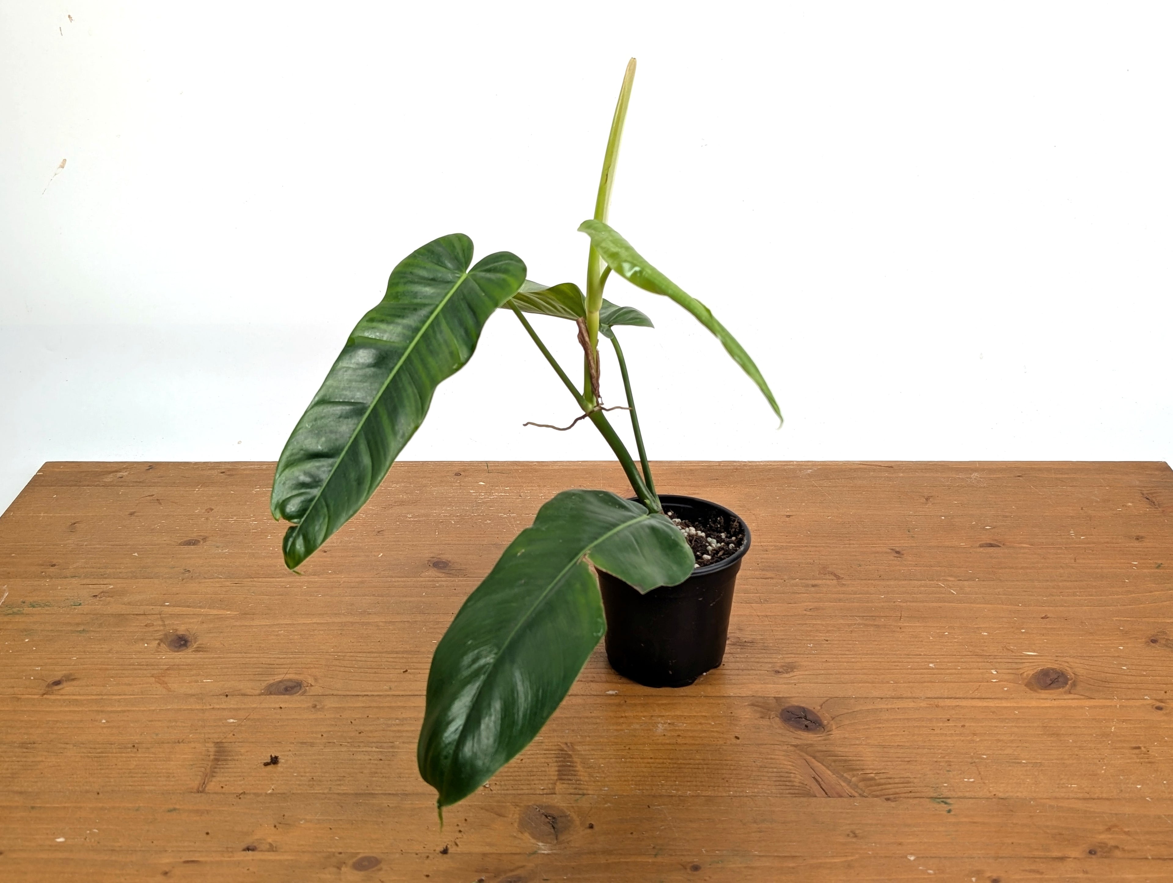 Philodendron Florida Beauty Green x Patriciae