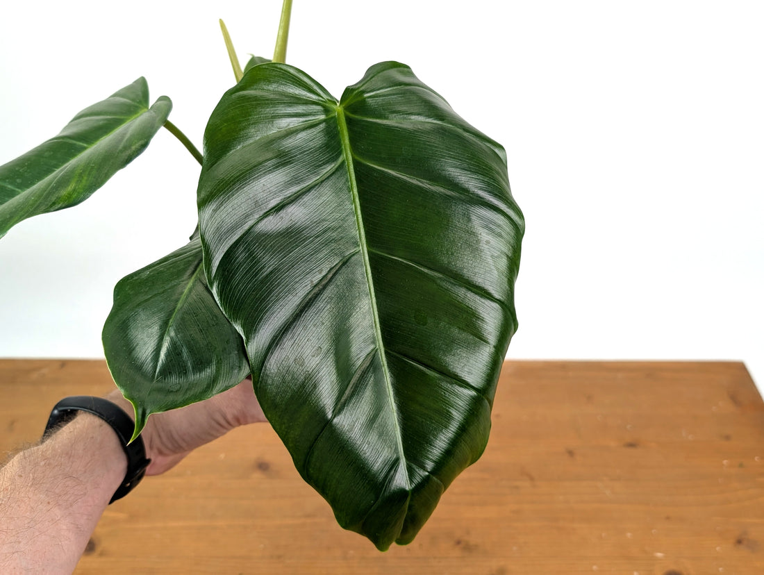 Philodendron Patriciae x Mayoi