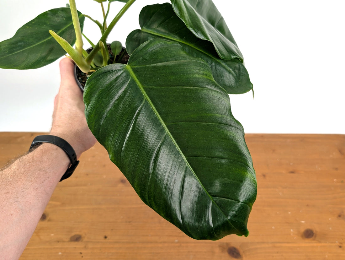 Philodendron Patriciae x Mayoi