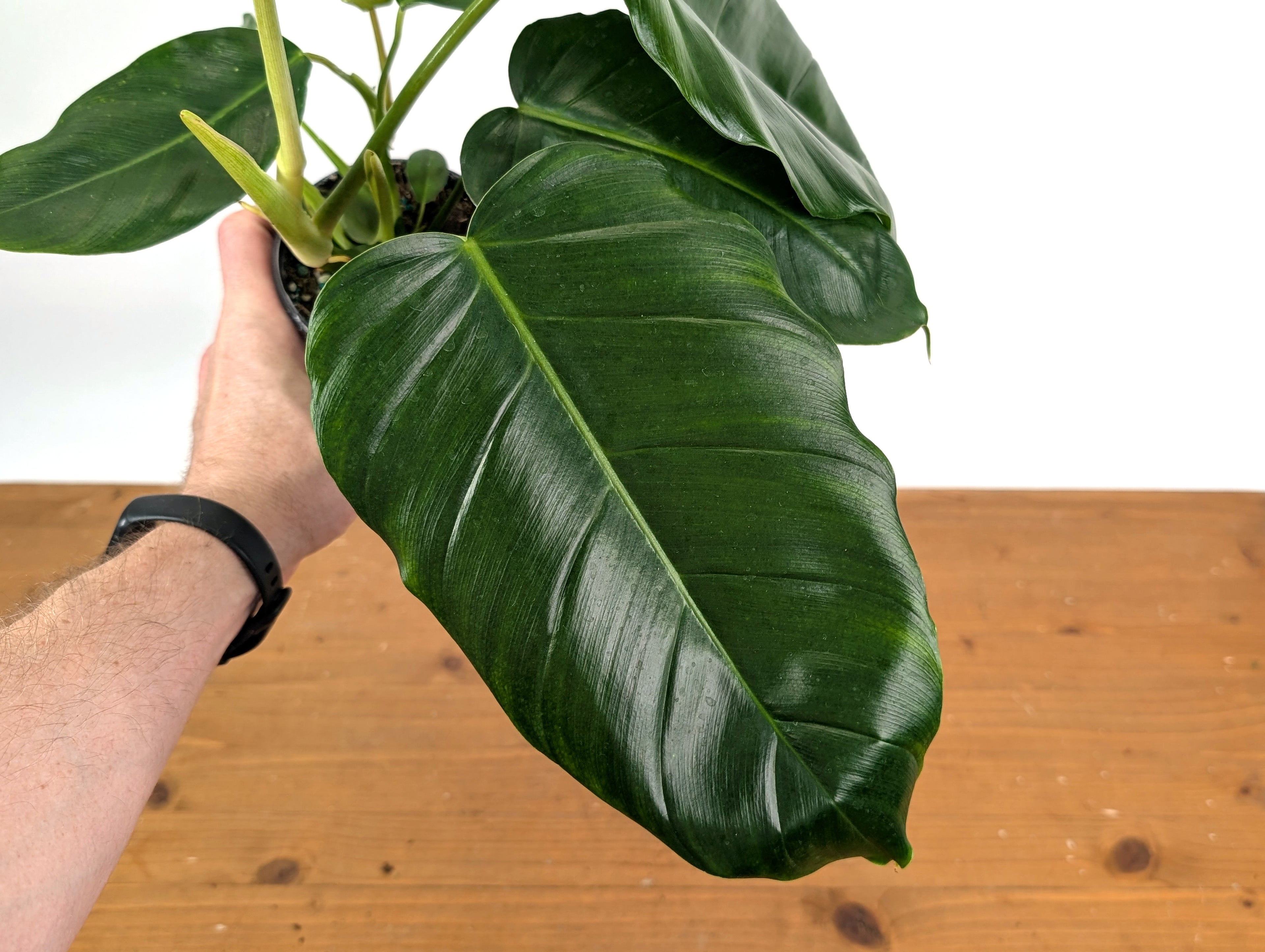 Philodendron Patriciae x Mayoi