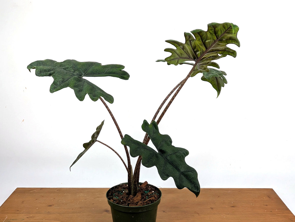 Alocasia tandurusa 'Jacklyn'