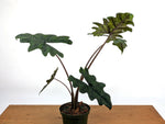 Alocasia tandurusa 'Jacklyn'