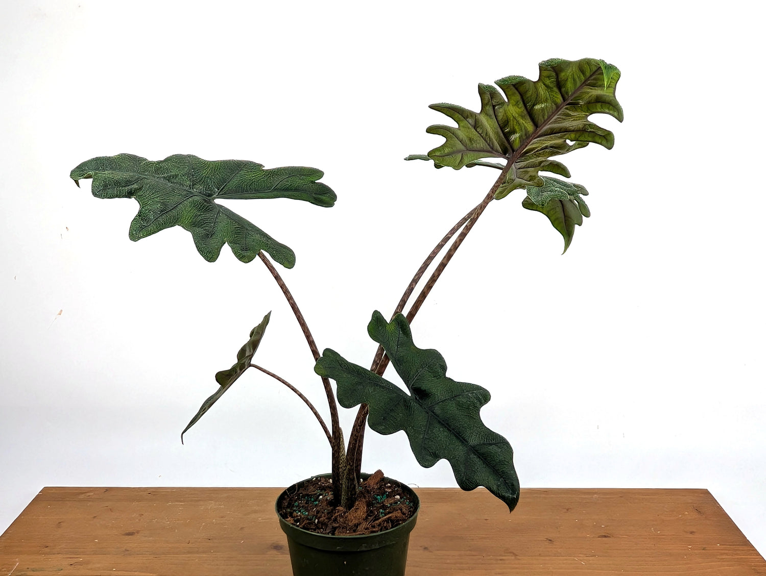 Alocasia Jacklyn