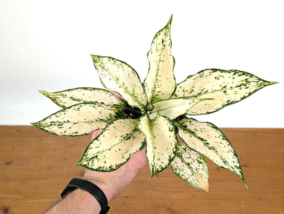 Aglaonema White Paragon