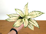 Aglaonema White Paragon