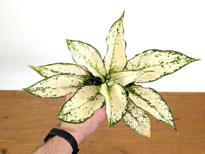 Aglaonema White Paragon