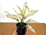 Aglaonema White Paragon