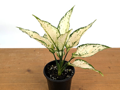Aglaonema White Paragon