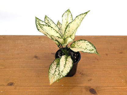 Aglaonema White Paragon
