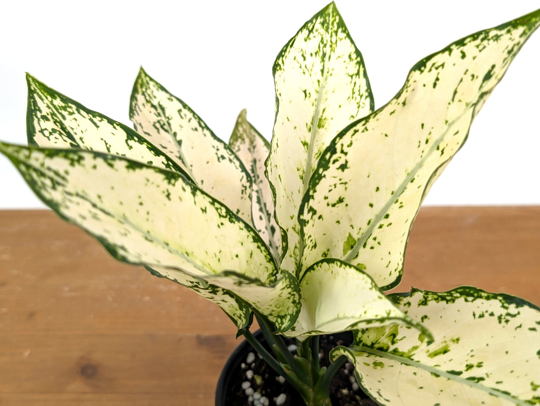 Aglaonema White Paragon