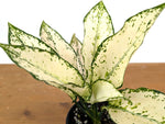 Aglaonema White Paragon