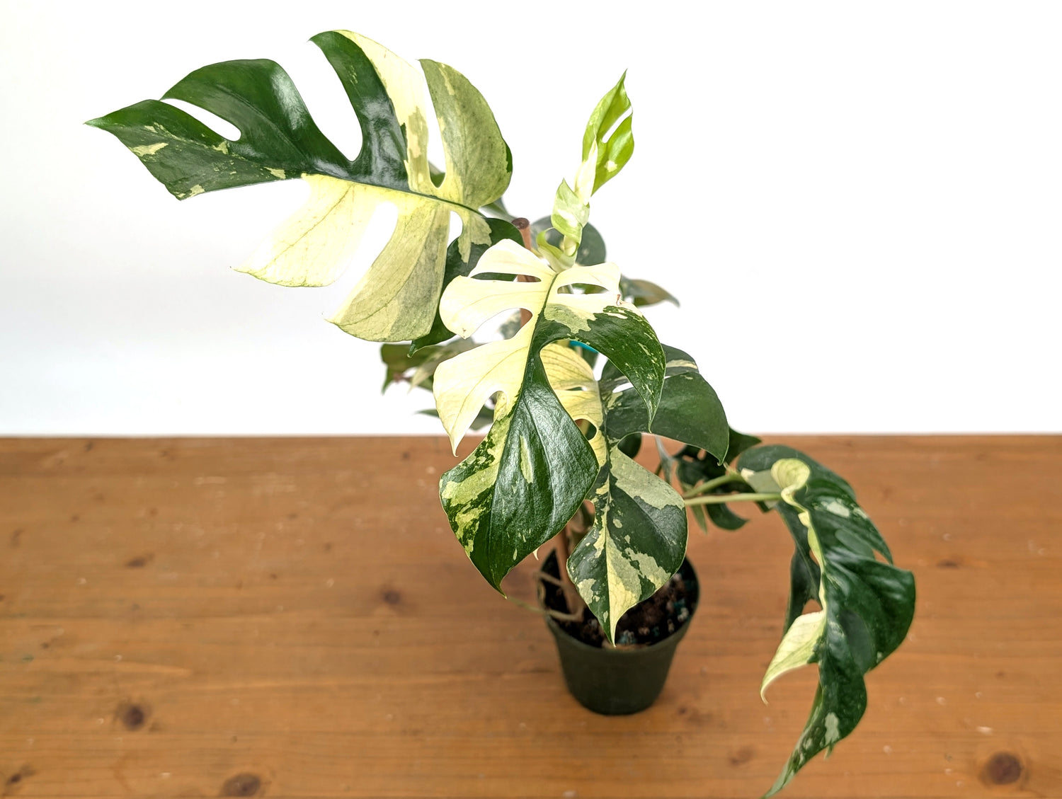 Rhaphidophora Tetrasperma Variegated - Exact Plant 