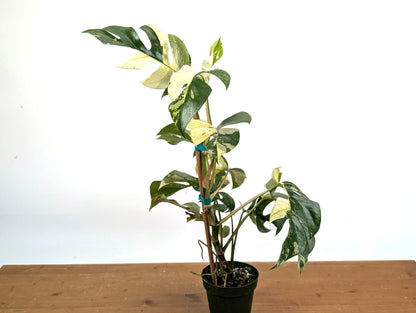 Rhaphidophora Tetrasperma Variegated - Exact Plant 