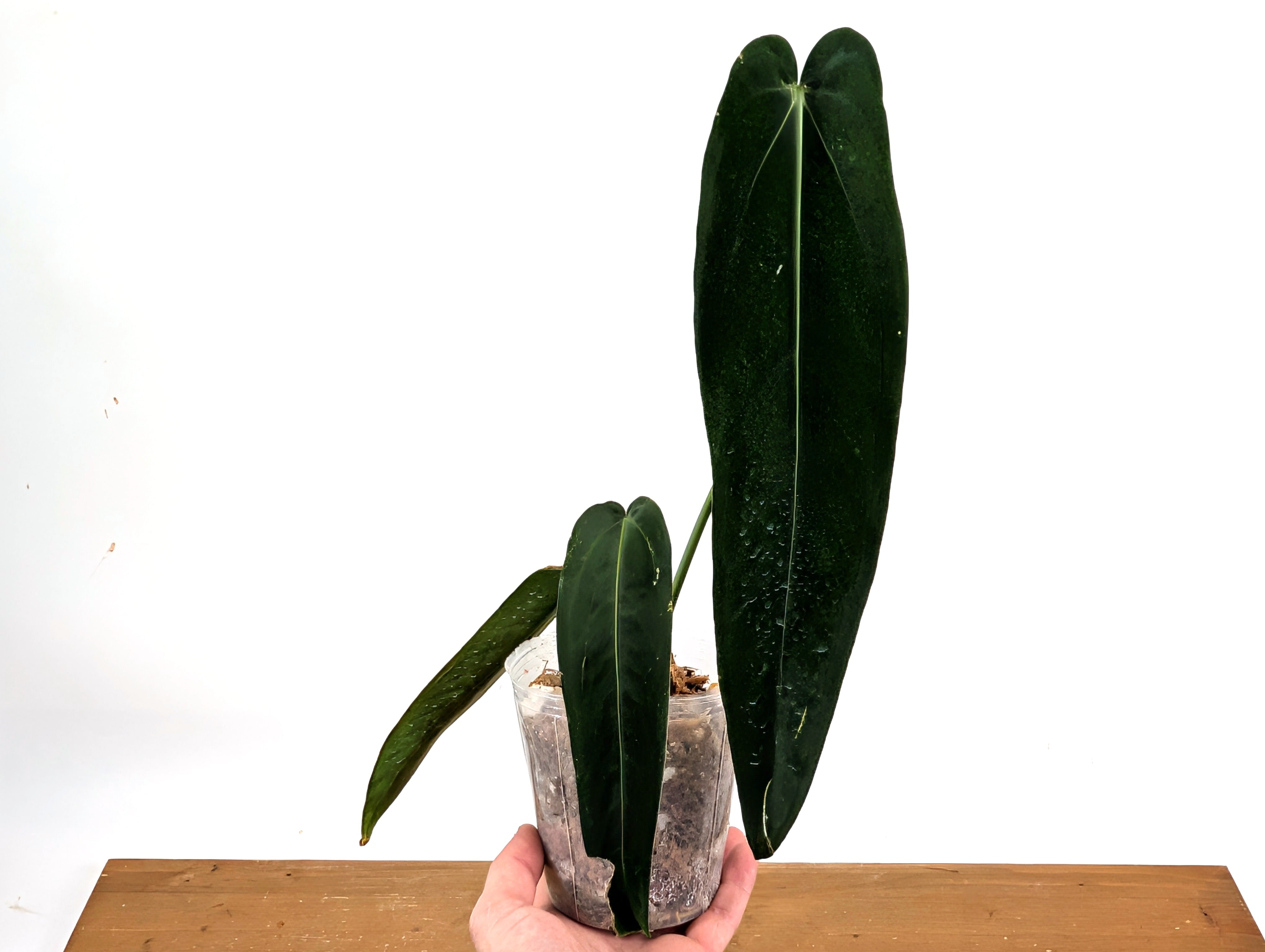 Anthurium warocqueanum Esmeralda ダークナロー 471D616F-49F0-40E6-8530-
